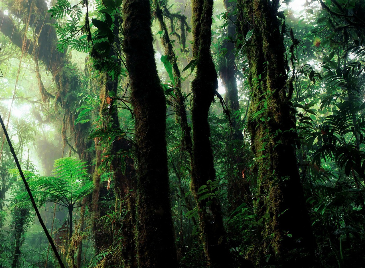 rain-forest-112172_1280