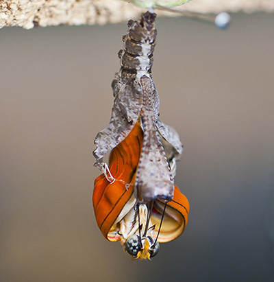 Dryas_iulia