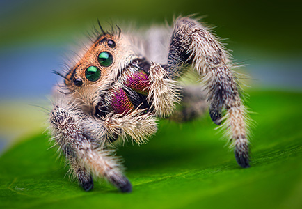 Female_Jumping_Spider