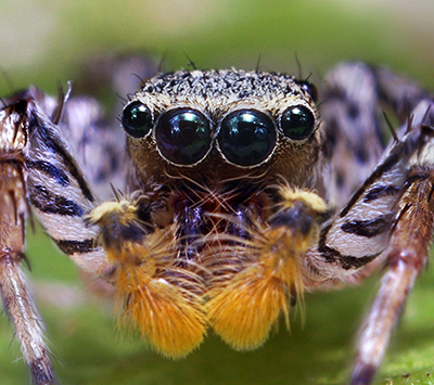 Dimorphic_Jumping_Spider