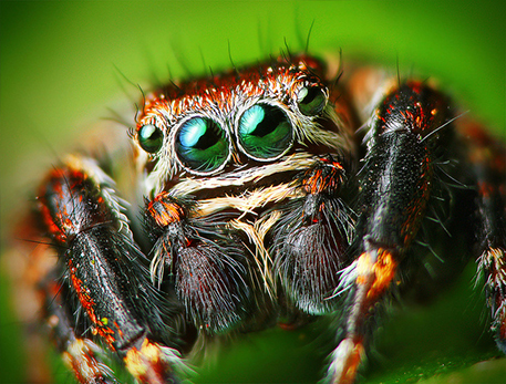 Male-jumping-spider
