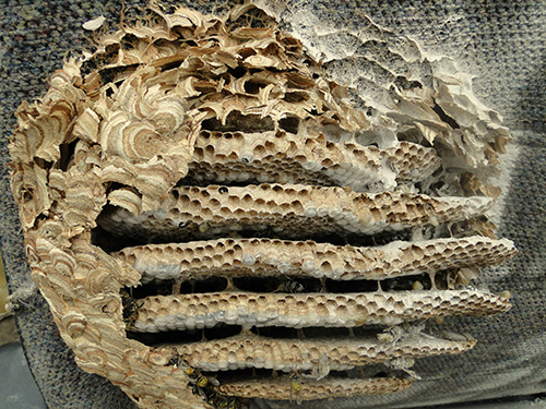 Wasp-nest