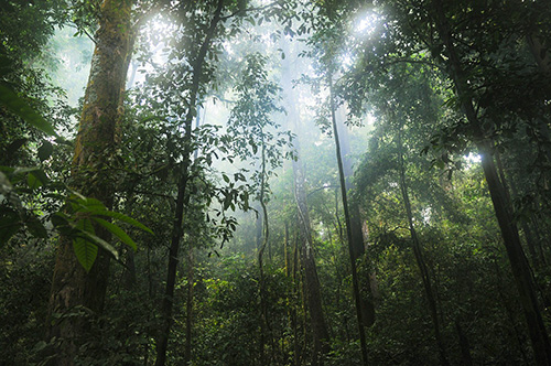 jungle-500x300