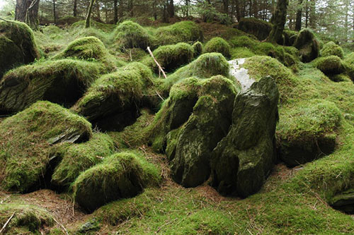 mousses-foret