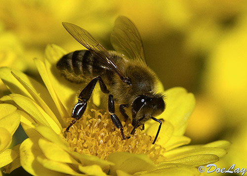 Abeille_1
