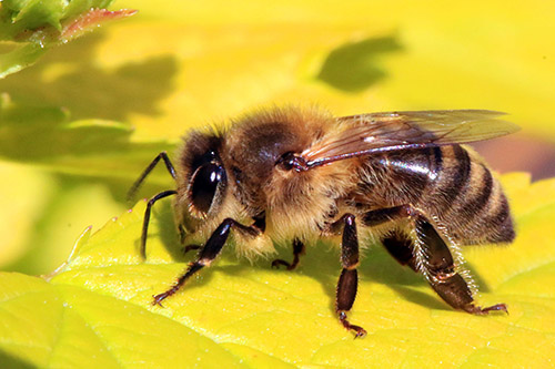 Honey_bee