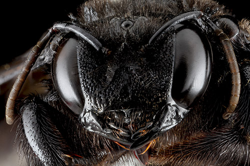 Xylocopa_cubaecola