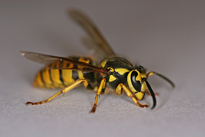Yellow_jacket-wasp