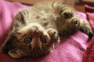 baby-cat