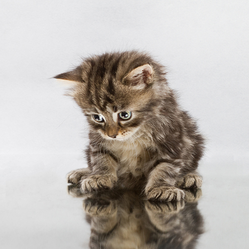 chaton-miroir