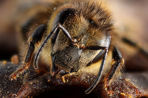 Honey bee (Apis melifera) portrait Scale : head width = 4 mm Technical settings : - Focus stack of 18 images - Micro-Nikkor AF 60mm f/2.8D at f/5.6 on bellow