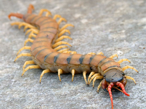 Scolopendra