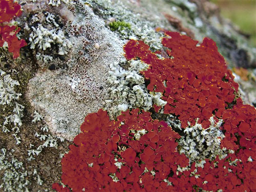 lichen
