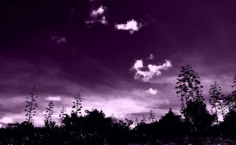 800px-Purple_dream_at_Masai_Mara