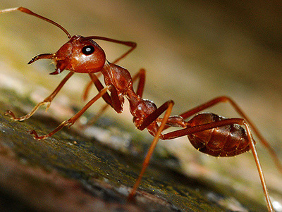 red_ant