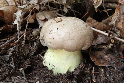 Boletus_radicans