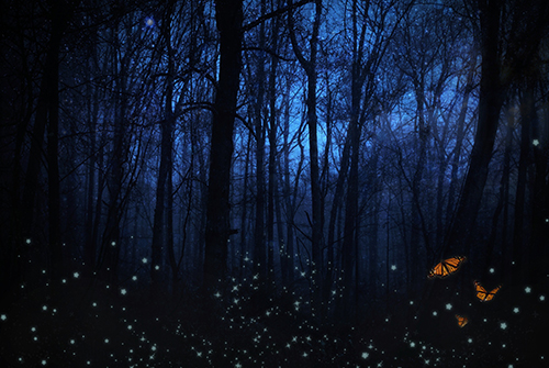 night-forest